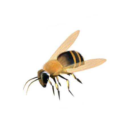 Honey bee